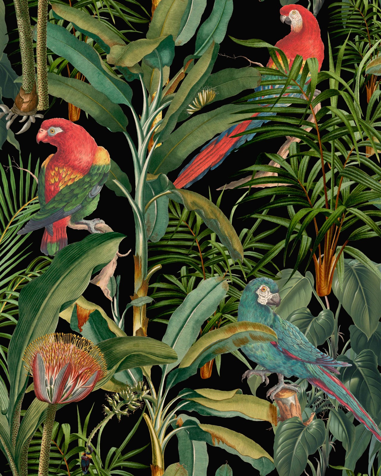 PARROTS OF BRASIL Anthracite Wallpaper - The Wallpaper Compendium -  Designer Collection - Wallpaper - Products