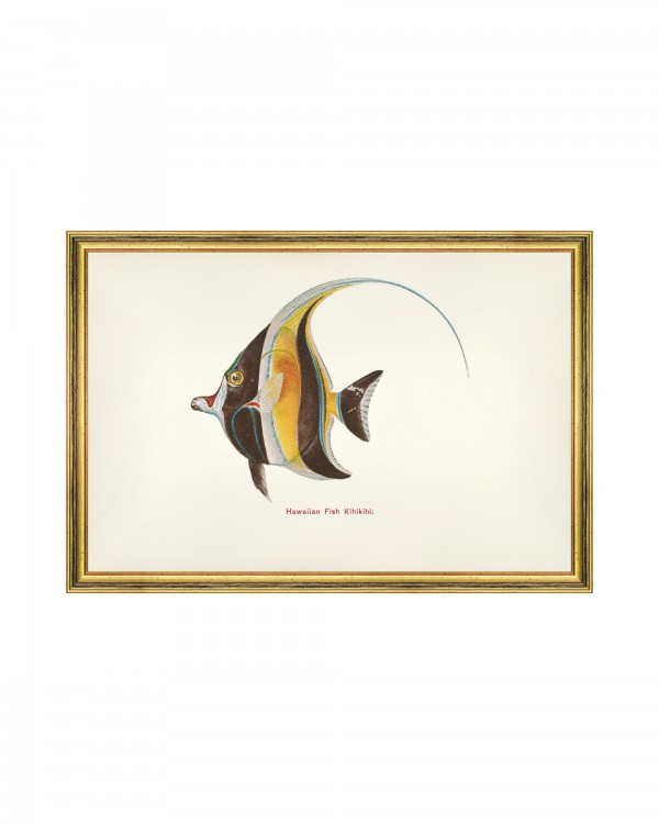 FISHES OF HAWAII - KIHIKIHI FISH Framed Art