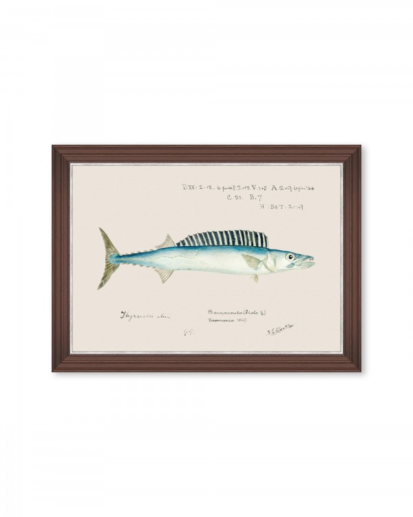 MEDITERRANEAN FISH - BARRACUDA by F Clark Framed Art