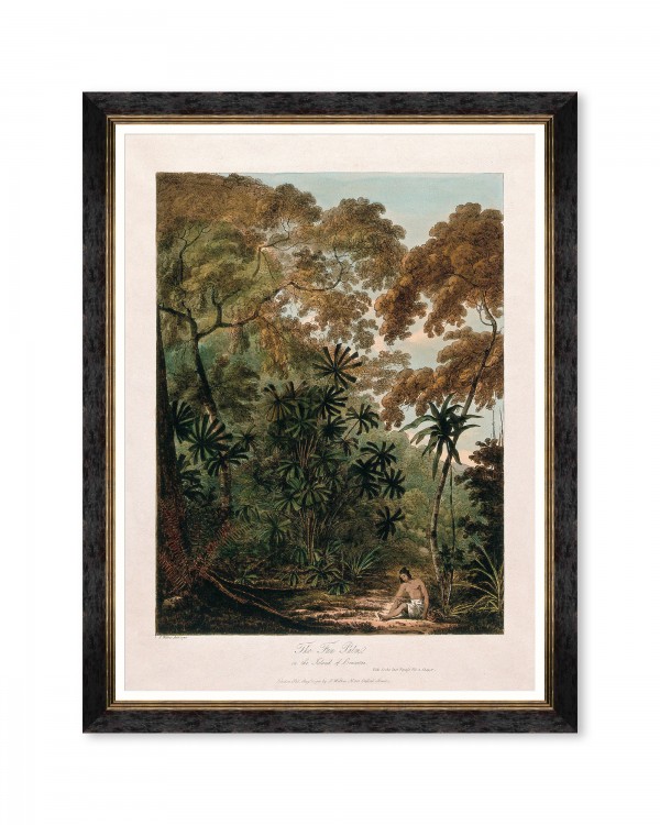 TREES OF KRAKATOA - THE FAN PALM Framed Art