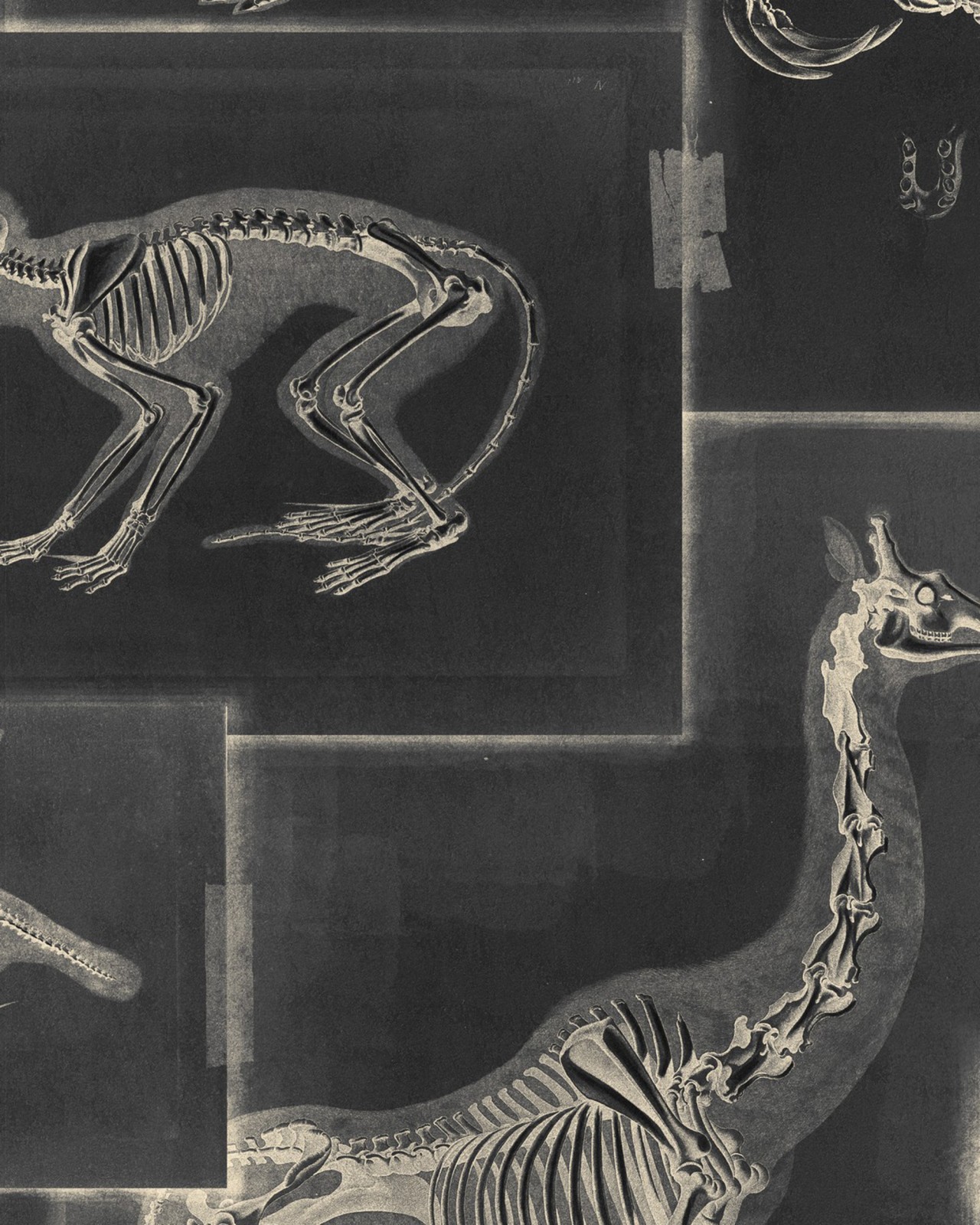 ZOOARCHAEOLOGY Anthracite Wallpaper