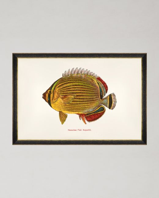 FISHES OF HAWAII - KIHIKIHI FISH Framed Art MINDTHEGAP Taupe