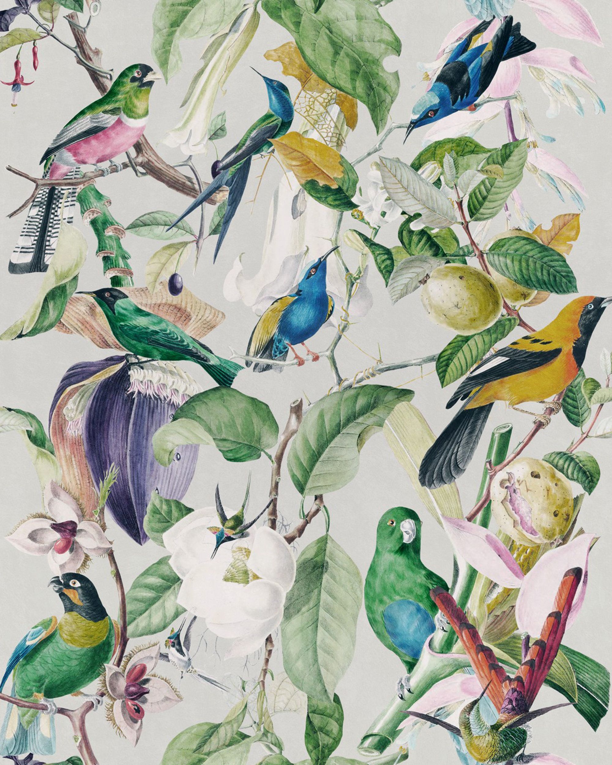 funky bird wallpaper